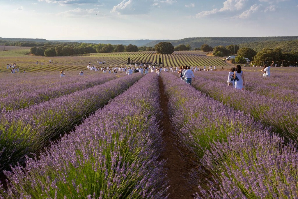 «Se colapsó el municipio, lo pasé mal»: Brihuega no puede más con los turistas que acuden a sus campos de lavanda