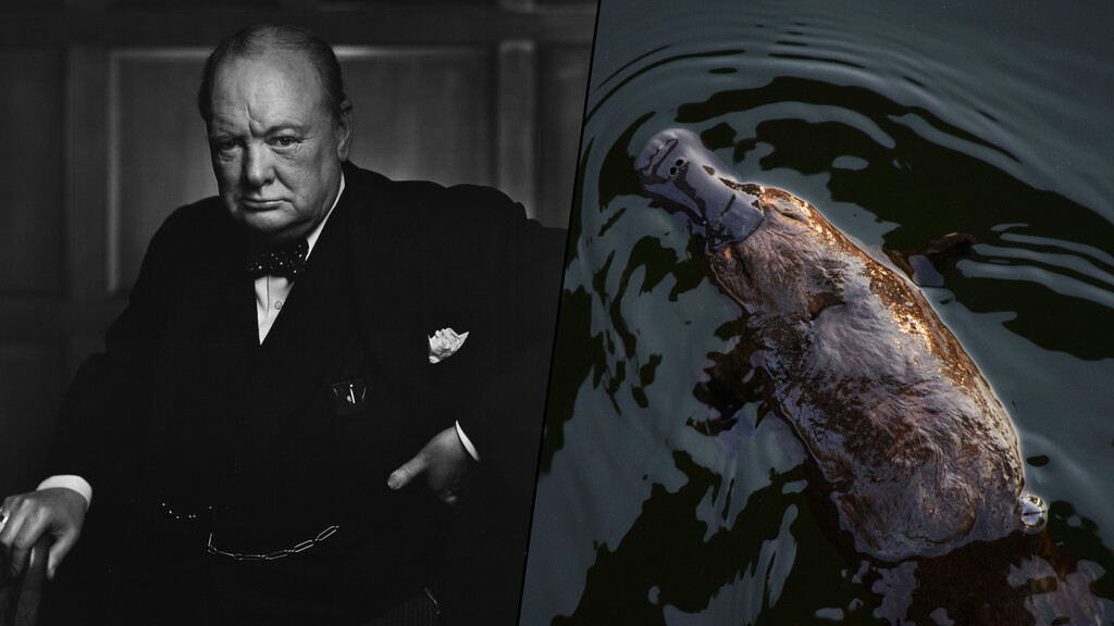 Durante la Segunda Guerra Mundial, Australia envió un ornitorrinco a Churchill. Murió en el viaje y 82 años después sabemos por qué