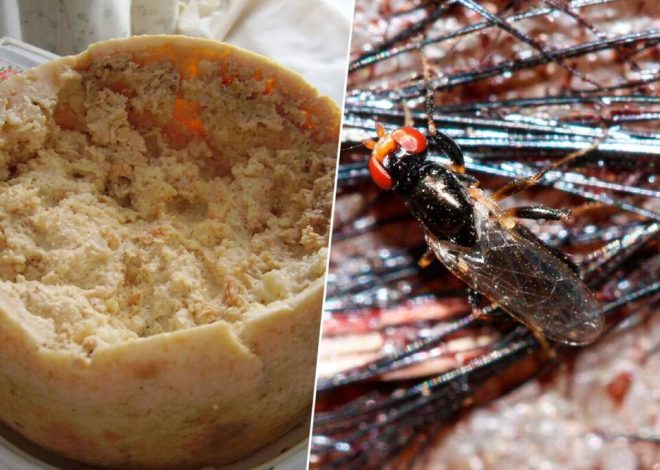 El plato prohibido de Italia: un queso tan extremo en su preparación que la Unión Europea tuvo que ponerle límites