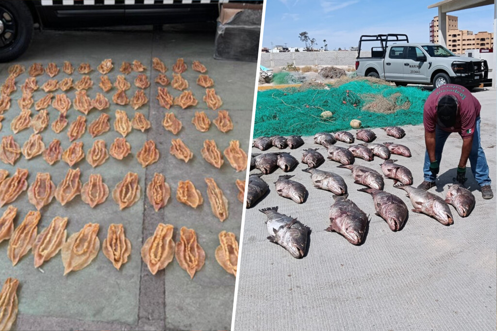 México le ha declarado la guerra a un contrabando que está rompiendo el mercado chino: la «cocaína del mar»
