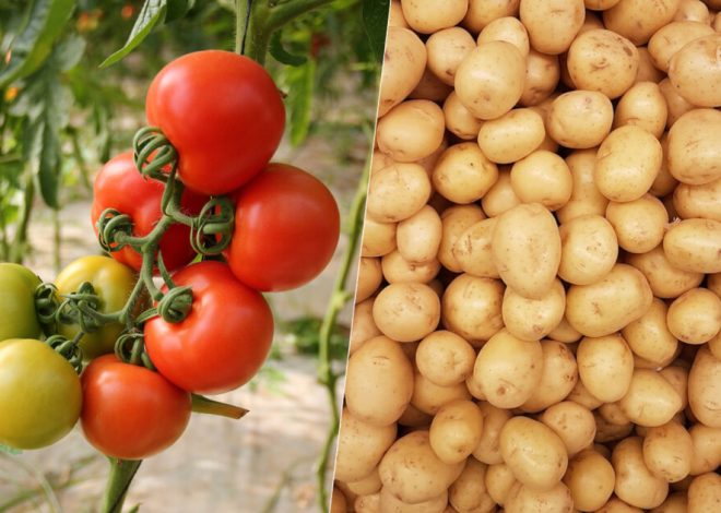 La patata o el tomate. Acabamos de responder a una pregunta más intrigante que la de si fue antes el huevo o la gallina
