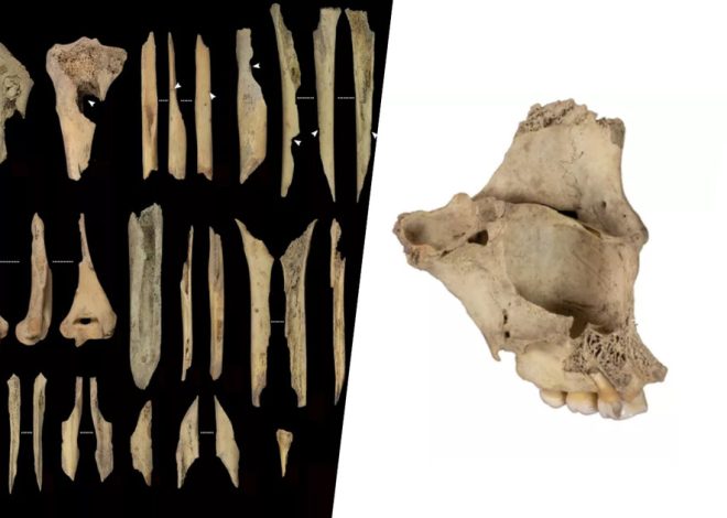 El último caso de canibalismo prehistórico hallado en Atapuerca solo tiene una brutal explicación: la violencia