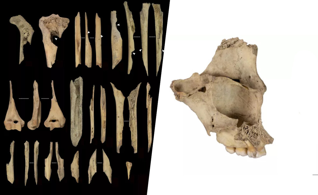 El último caso de canibalismo prehistórico hallado en Atapuerca solo tiene una brutal explicación: la violencia