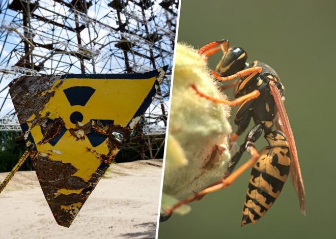 Cuando EEUU se puso a investigar un tanque de desechos nucleares se encontró con una pesadilla aún peor: avispas radioactivas